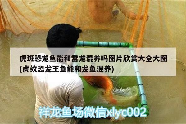 红龙鱼翘嘴是天生的吗：红龙鱼的翘嘴可能是天生的， 龙鱼百科 第1张