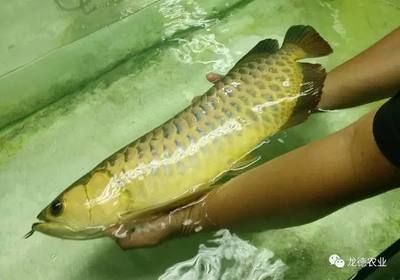 龙鱼每天喂多少：关于龙鱼喂食的问题 水族问答 第3张