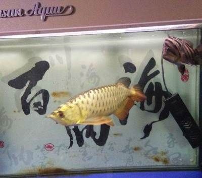 广州水族批发市场祥龙鱼场电话号码：广州水族批发市场祥龙鱼场 龙鱼百科 第1张