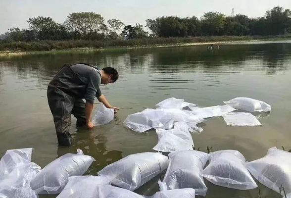 龙鱼蒙眼不吃：养殖龙鱼时遇到一个常见问题是它们的眼睛蒙住不吃东西 水族问答 第1张