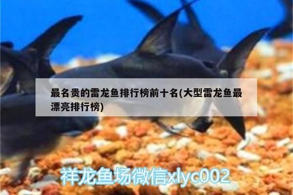 大型雷龙鱼哪个好看：几种大型雷龙鱼的外观特点 龙鱼百科 第5张