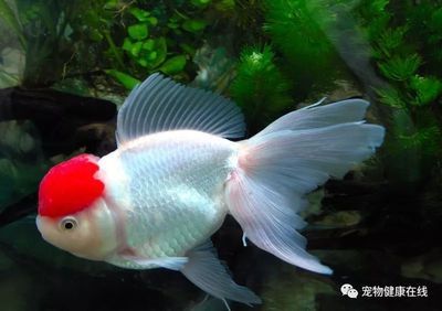 龙鱼蒙眼加多少盐：龙鱼蒙眼怎么办 水族问答 第1张