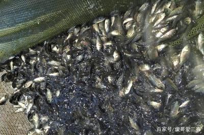 鱼苗养殖水温控制技巧：鱼苗养殖水温波动影响，夏季鱼苗降温方法 龙鱼百科 第2张