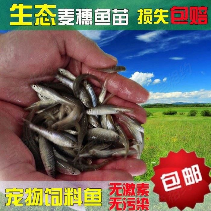 龙鱼吃啥活体好：龙鱼活饵选择技巧， 龙鱼百科 第4张