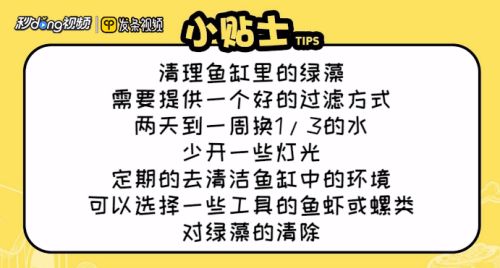 龙鱼缸除绿藻的最好方法：绿藻爆发对龙鱼健康的影响，鱼缸光照控制技巧分享 龙鱼百科 第4张