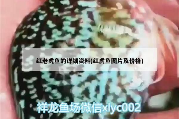 红老虎鱼人工饲料品牌推荐：红老虎鱼人工饲料选择 龙鱼百科 第5张