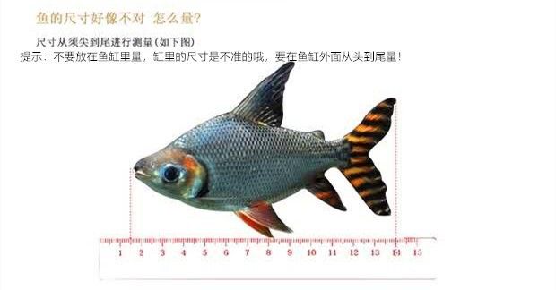 龙鱼蒙眼严重还开灯吗：龙鱼蒙眼严重怎么办 水族问答 第2张