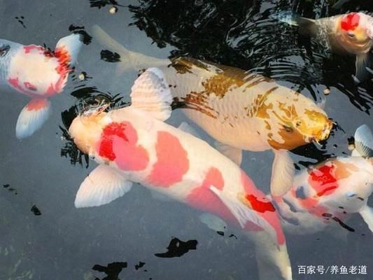 龙鱼蒙眼一直不好：关于龙鱼蒙眼的问题 水族问答