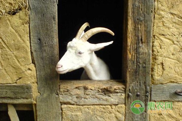 龙鱼蒙眼怎么处理干净：如何处理龙鱼蒙眼问题 水族问答 第1张