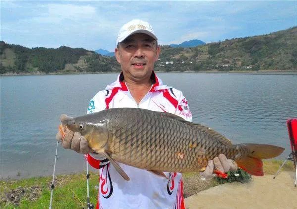 七纹巨鲤鱼最佳饲养水温：七纹巨鲤鱼的最佳饲养水温 龙鱼百科 第2张