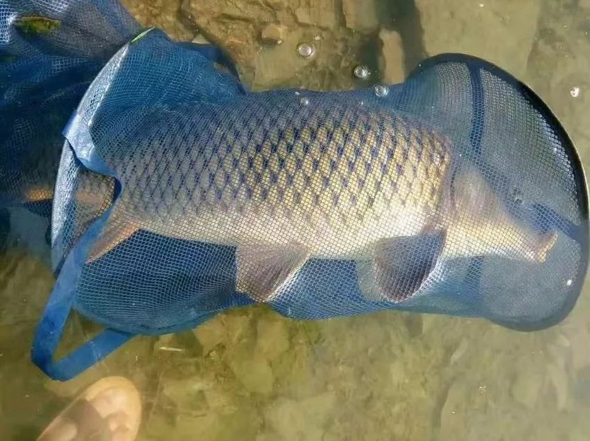 七纹巨鲤鱼最佳饲养水温：七纹巨鲤鱼的最佳饲养水温 龙鱼百科 第3张