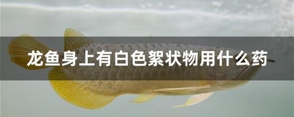 龙鱼蒙眼照片高清：如何预防和治疗龙鱼蒙眼 水族问答 第1张