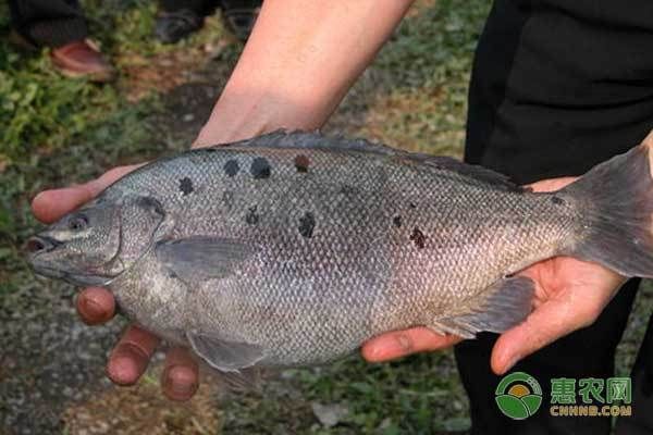 龙鱼蒙眼症状表现是什么：龙鱼蒙眼怎么办？ 水族问答