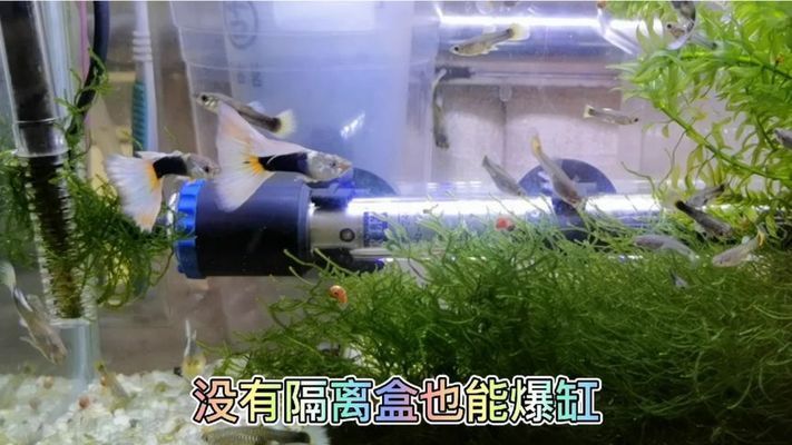 孔雀龙鱼繁殖水草种类推荐：孔雀龙鱼繁殖缸布局技巧 龙鱼百科 第1张