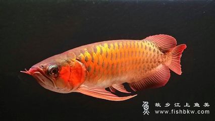 龙鱼别名：龙鱼文化背景解析,龙鱼品种与特征对比,龙鱼饲养技巧分享 龙鱼百科 第5张