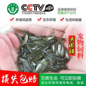 龙鱼专用饲料有哪些品种：龙鱼专用饲料品牌 龙鱼百科 第4张