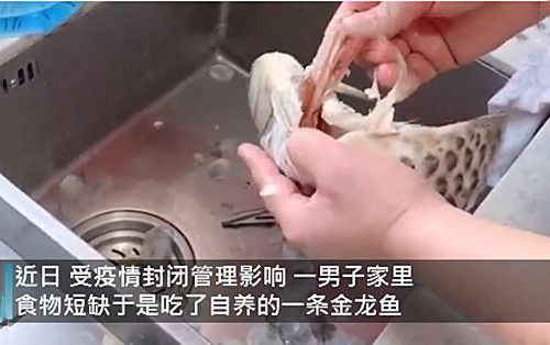 金龙鱼的味道怎么样好闻吗：金龙鱼产品健康成分解析 龙鱼百科 第1张