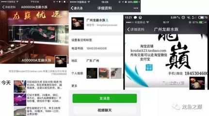 龙鱼之巅商城app：龙鱼之巅app新手养鱼指南 龙鱼百科 第5张