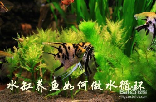 龙鱼缸每小时循环几次好：鱼缸水每小时循环3-5次为宜 龙鱼百科 第4张