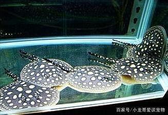 龙鱼哪个国家的：关于龙鱼的问题 水族问答 第1张