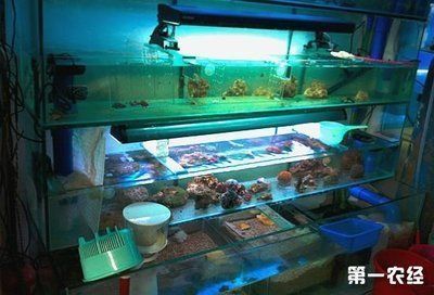 龙鱼饲料市场发展趋势：龙鱼饲料市场正在经历快速发展和变革，龙鱼饲料行业领先品牌分析 龙鱼百科 第4张