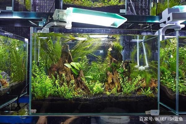 龙鱼哪个品种最好养活：哪种龙鱼品种最容易养活 水族问答 第2张