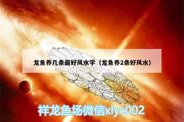 龙鱼养几只风水：龙鱼养殖风水禁忌有哪些 龙鱼百科 第5张