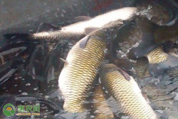 龙鱼难养吗：龙鱼的饲养方法 水族问答 第2张