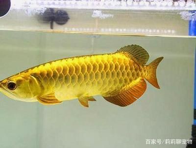 龙鱼内脏：-龙鱼内脏处理时需要注意什么技巧 水族问答 第1张