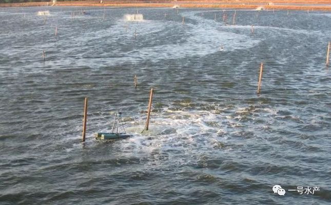 龙鱼能饿死吗：如何判断一个龙鱼是否处于饥饿状态 水族问答 第2张