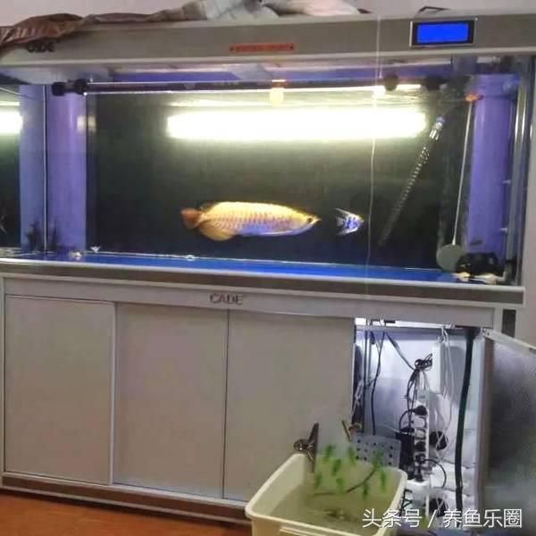 龙鱼能跟鹦鹉鱼混养吗：龙鱼和鹦鹉鱼可以在鱼缸里混养吗？ 水族问答 第2张