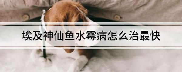 龙鱼能养多久不吃东西了会死：龙鱼在不吃食物的情况下可以活多久,答案1:1 水族问答 第1张