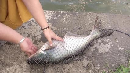 龙鱼能养吗：龙鱼的饲养方法 水族问答 第1张