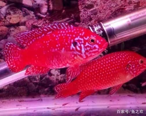 龙鱼能长几年的鱼吗：关于龙鱼的5个疑问 水族问答 第2张