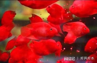 龙鱼趴缸不吃食6天：龙鱼为什么趴缸不吃食6天？ 水族问答