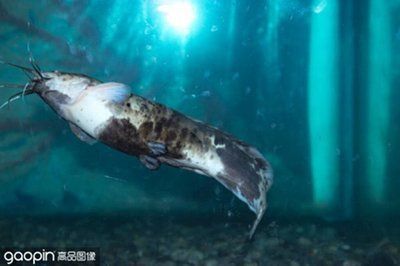 龙鱼趴缸吃食正常：关于龙鱼趴缸吃食的问题 水族问答 第2张