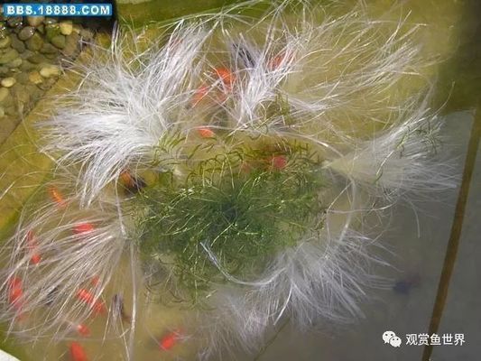 龙鱼趴缸的原因分析报告：龙鱼为什么会趴在鱼缸的底部而不是在水面上？ 水族问答 第1张