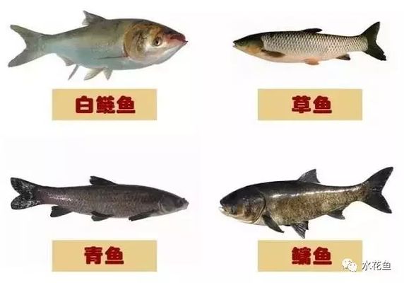 龙鱼趴缸底怎么回事：龙鱼为何会在缸底趴着？ 水族问答 第1张