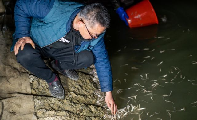 龙鱼胖好吗：如何判断龙鱼是否过胖？ 水族问答