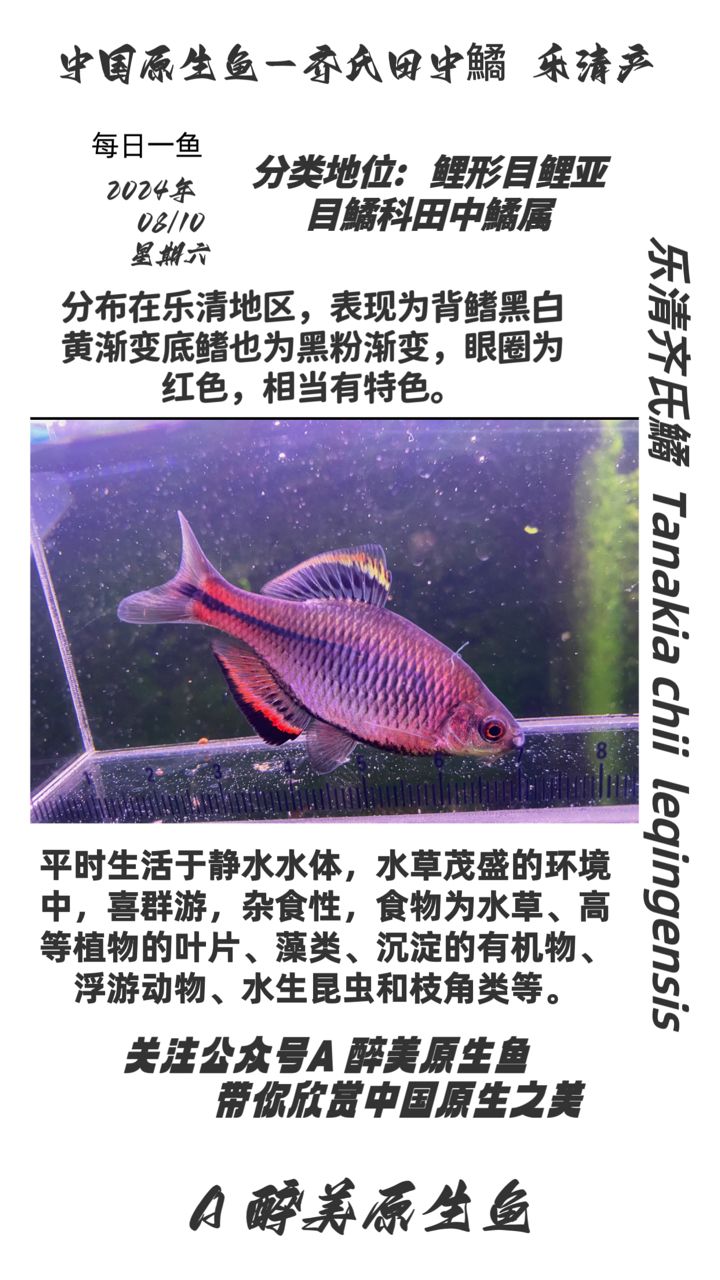 乐清齐氏鱊：sinipercaculter是淡水鱼类的一种 观赏鱼论坛