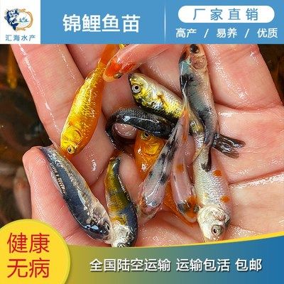 龙鱼配几条飞凤最好看：龙鱼与飞凤的搭配技巧 水族问答 第1张