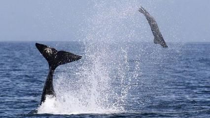 龙鱼配鱼的最佳选择：水族箱中龙鱼的选择 水族问答 第2张