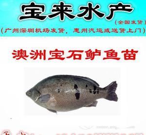 龙鱼偏食多久能调整好：关于龙鱼偏食的问题 水族问答 第1张