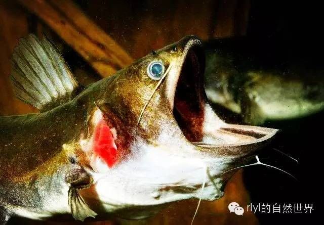 龙鱼品种介绍：如何挑选龙鱼 水族问答 第2张