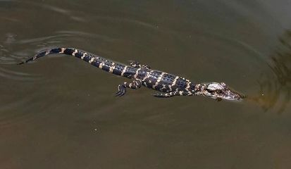 龙鱼去哪里买比较好：-新手饲养者购买龙鱼时应注意哪些因素 水族问答 第1张