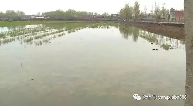 龙鱼缺氧会趴缸吗：龙鱼在缺氧时会出现趴缸现象 水族问答 第1张