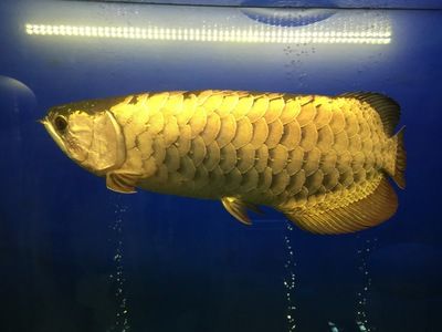 龙鱼群养：关于龙鱼群养的疑问 水族问答 第2张