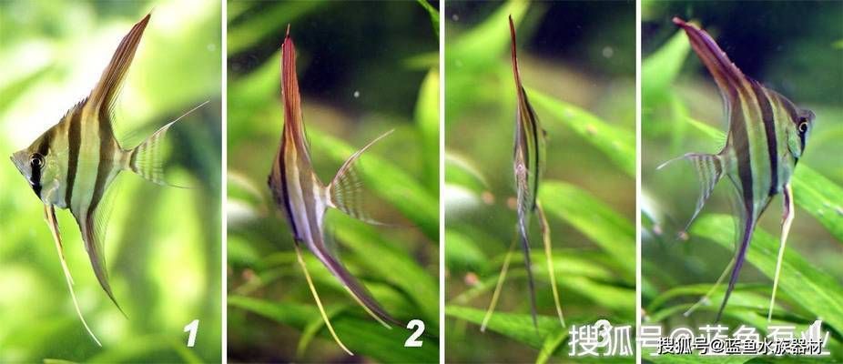 龙鱼溶鳞用什么药：龙鱼溶鳞期间如何护理？ 水族问答 第2张