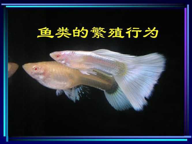 龙鱼如何不掉眼：龙鱼不眨眼的原因 水族问答 第2张