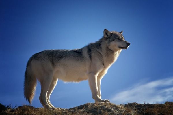 龙鱼如何发色：关于龙鱼发色的问题 水族问答 第2张